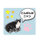 猫ちゃんたちのあいさつ（個別スタンプ：3）