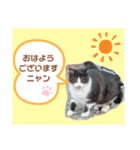 猫ちゃんたちのあいさつ（個別スタンプ：5）
