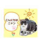 猫ちゃんたちのあいさつ（個別スタンプ：6）