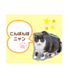 猫ちゃんたちのあいさつ（個別スタンプ：7）