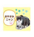 猫ちゃんたちのあいさつ（個別スタンプ：8）