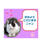 猫ちゃんたちのあいさつ（個別スタンプ：9）