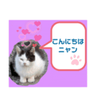 猫ちゃんたちのあいさつ（個別スタンプ：10）