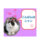 猫ちゃんたちのあいさつ（個別スタンプ：11）