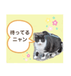 猫ちゃんたちのあいさつ（個別スタンプ：15）