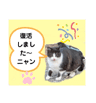 猫ちゃんたちのあいさつ（個別スタンプ：16）