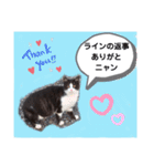 猫ちゃんたちのあいさつ（個別スタンプ：17）