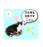 猫ちゃんたちのあいさつ（個別スタンプ：18）