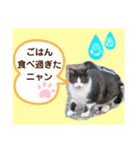 猫ちゃんたちのあいさつ（個別スタンプ：19）