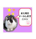 猫ちゃんたちのあいさつ（個別スタンプ：22）
