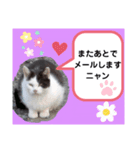 猫ちゃんたちのあいさつ（個別スタンプ：23）