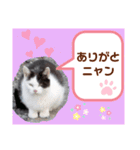 猫ちゃんたちのあいさつ（個別スタンプ：24）
