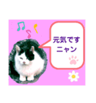 猫ちゃんたちのあいさつ（個別スタンプ：25）