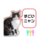猫ちゃんたちのあいさつ（個別スタンプ：26）