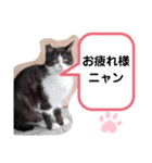 猫ちゃんたちのあいさつ（個別スタンプ：27）