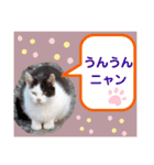 猫ちゃんたちのあいさつ（個別スタンプ：28）