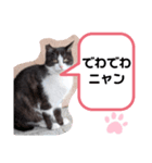 猫ちゃんたちのあいさつ（個別スタンプ：29）