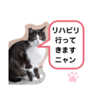 猫ちゃんたちのあいさつ（個別スタンプ：31）