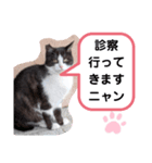 猫ちゃんたちのあいさつ（個別スタンプ：32）