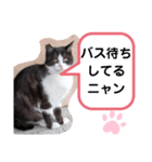 猫ちゃんたちのあいさつ（個別スタンプ：33）