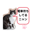 猫ちゃんたちのあいさつ（個別スタンプ：34）