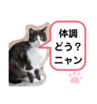 猫ちゃんたちのあいさつ（個別スタンプ：36）