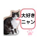 猫ちゃんたちのあいさつ（個別スタンプ：39）