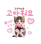 韓国語♡気持ちを伝えるねこ（個別スタンプ：1）
