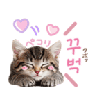韓国語♡気持ちを伝えるねこ（個別スタンプ：3）