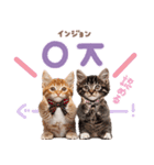 韓国語♡気持ちを伝えるねこ（個別スタンプ：8）