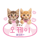 韓国語♡気持ちを伝えるねこ（個別スタンプ：11）