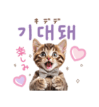 韓国語♡気持ちを伝えるねこ（個別スタンプ：12）