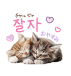 韓国語♡気持ちを伝えるねこ（個別スタンプ：16）