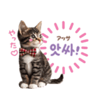 韓国語♡気持ちを伝えるねこ（個別スタンプ：18）
