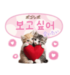 韓国語♡気持ちを伝えるねこ（個別スタンプ：22）