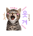 韓国語♡気持ちを伝えるねこ（個別スタンプ：23）