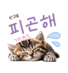 韓国語♡気持ちを伝えるねこ（個別スタンプ：26）
