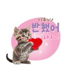 韓国語♡気持ちを伝えるねこ（個別スタンプ：27）