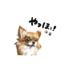 ちわっす、ちわわっす(黒文字ver)（個別スタンプ：1）