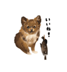 ちわっす、ちわわっす(黒文字ver)（個別スタンプ：3）