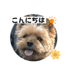 やっぱり大ちゃん（個別スタンプ：2）