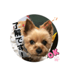 やっぱり大ちゃん（個別スタンプ：5）