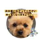 やっぱり大ちゃん（個別スタンプ：8）