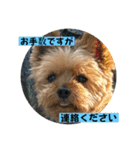 やっぱり大ちゃん（個別スタンプ：16）