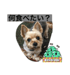 やっぱり大ちゃん（個別スタンプ：17）