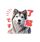 2月のシベリアンハスキー（個別スタンプ：1）