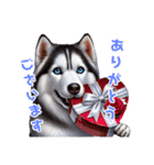 2月のシベリアンハスキー（個別スタンプ：4）