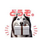 2月のシベリアンハスキー（個別スタンプ：10）