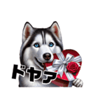 2月のシベリアンハスキー（個別スタンプ：13）
