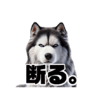 2月のシベリアンハスキー（個別スタンプ：18）